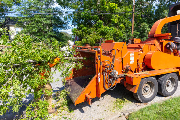 Best Affordable Tree Cutting  in Snyderville, UT